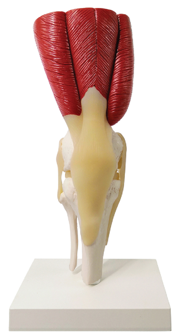 Muscled Knee Joint Model, LifeSize