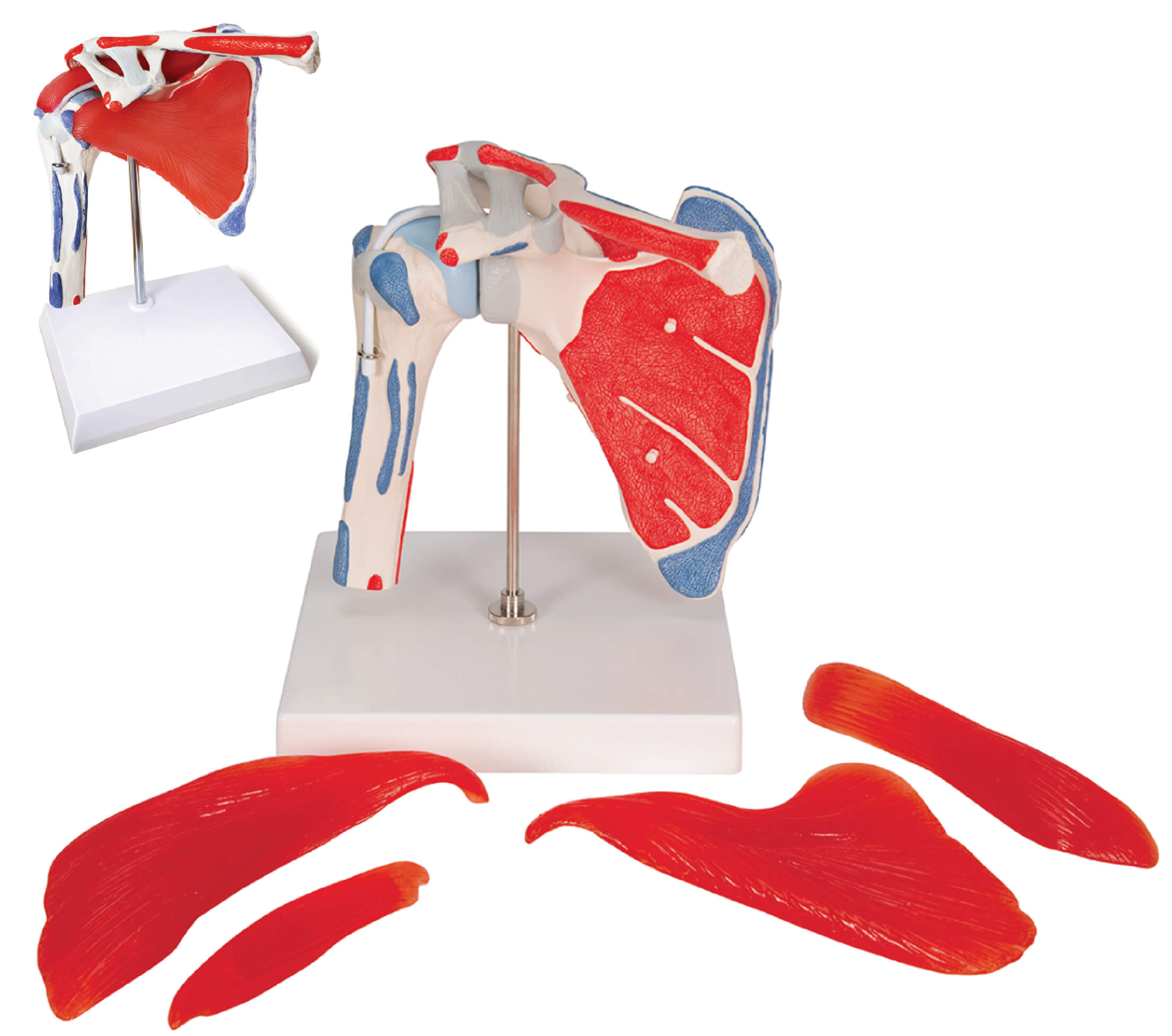 Shoulder Joint with Removable Muscles & Muscle Markings