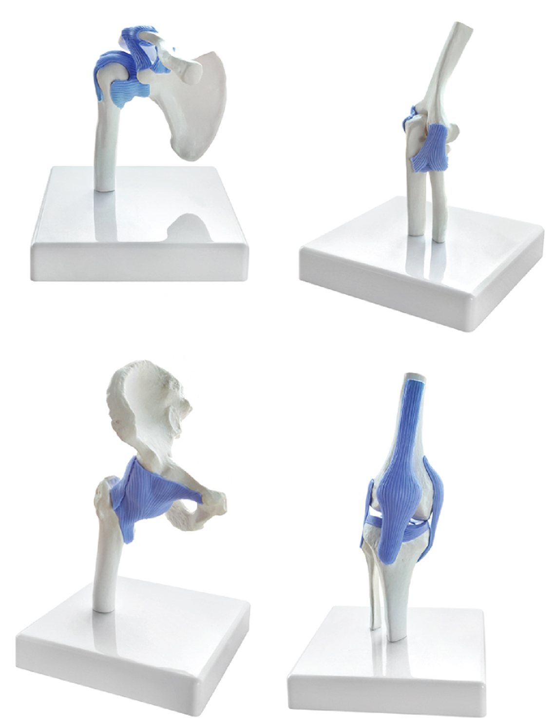 Miniature Hip, Elbow, Shoulder and Knee Joint Set, Half Size, 4 Parts