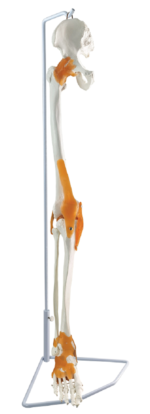 Leg Skeleton with Hip Bone & Ligaments, Hanging Stand