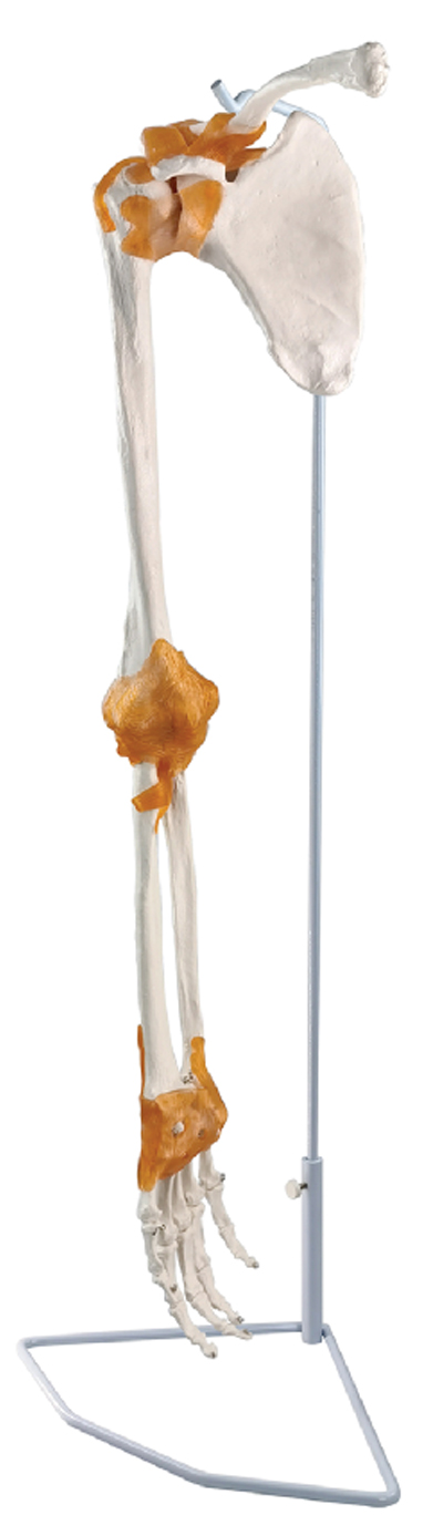 Arm Skeleton with Scapula & Clavicle, Hanging Stand