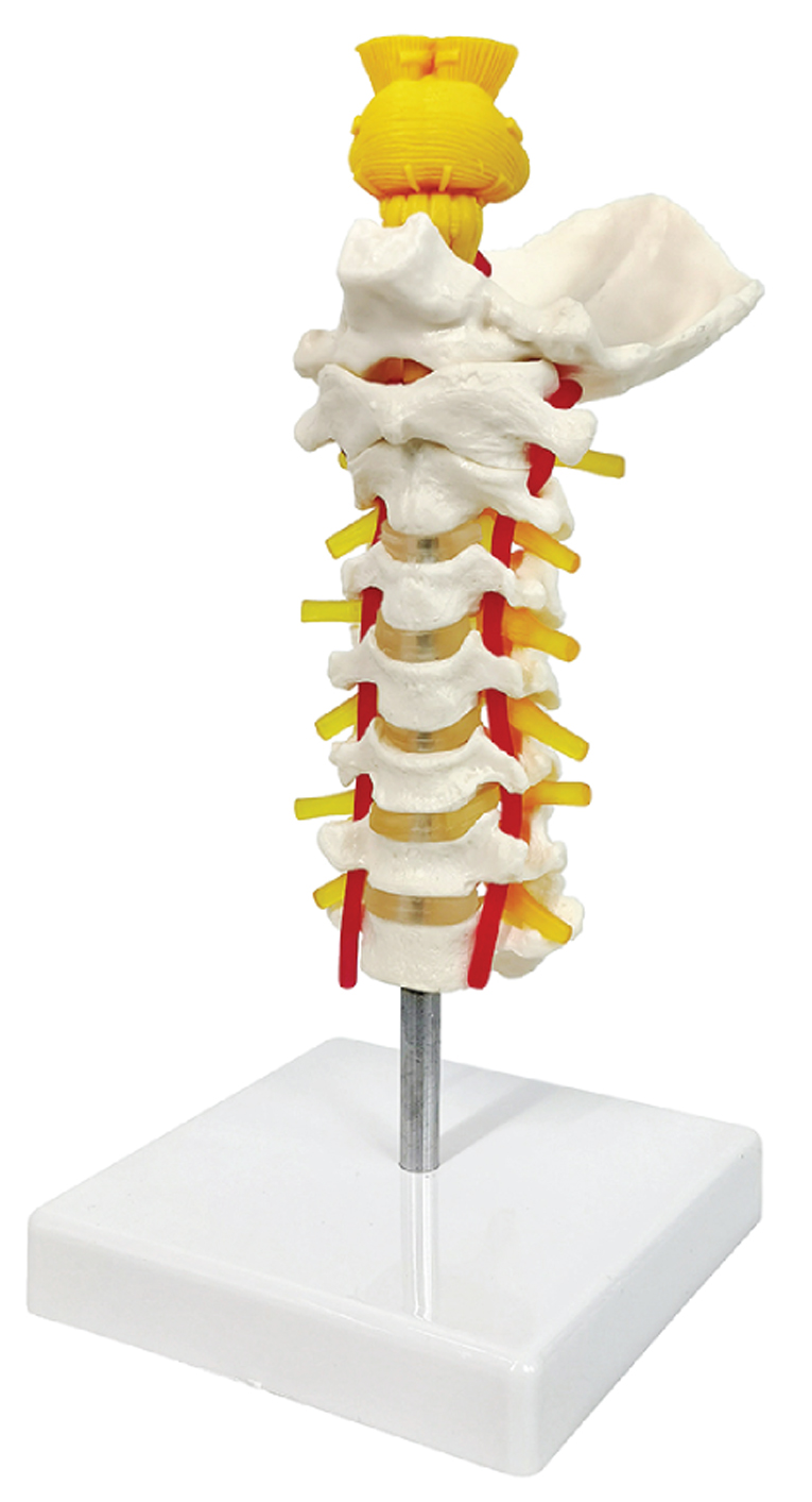 Cervical Spine with Brainstem & Arteries