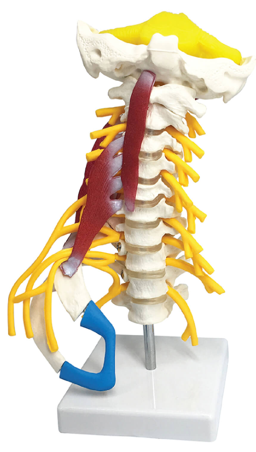 Cervical Spine with Ribs & Nerve Plexus
