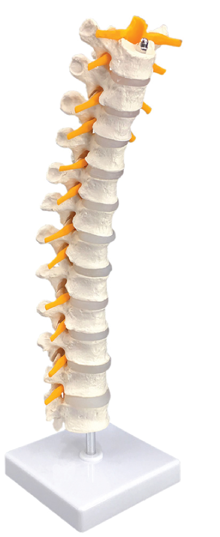 Thoracic Spinal Column
