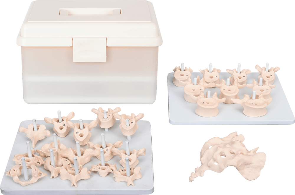 Vertebral Column Disarticulate Model
