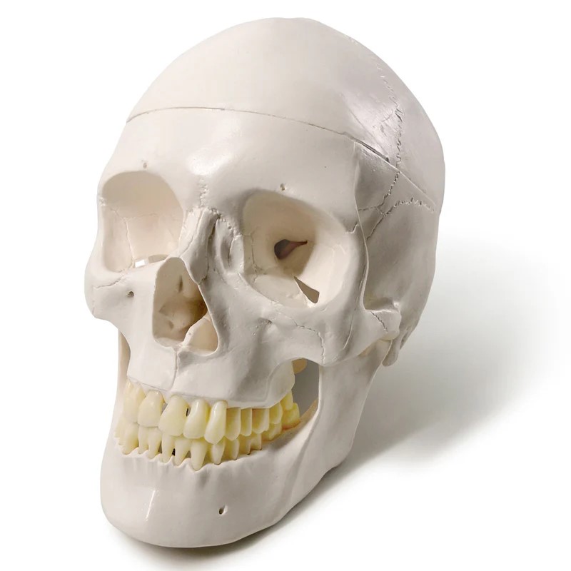Deluxe Life-Size Skull