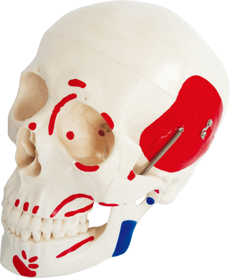 Life-Size Skull with Painted Muscles