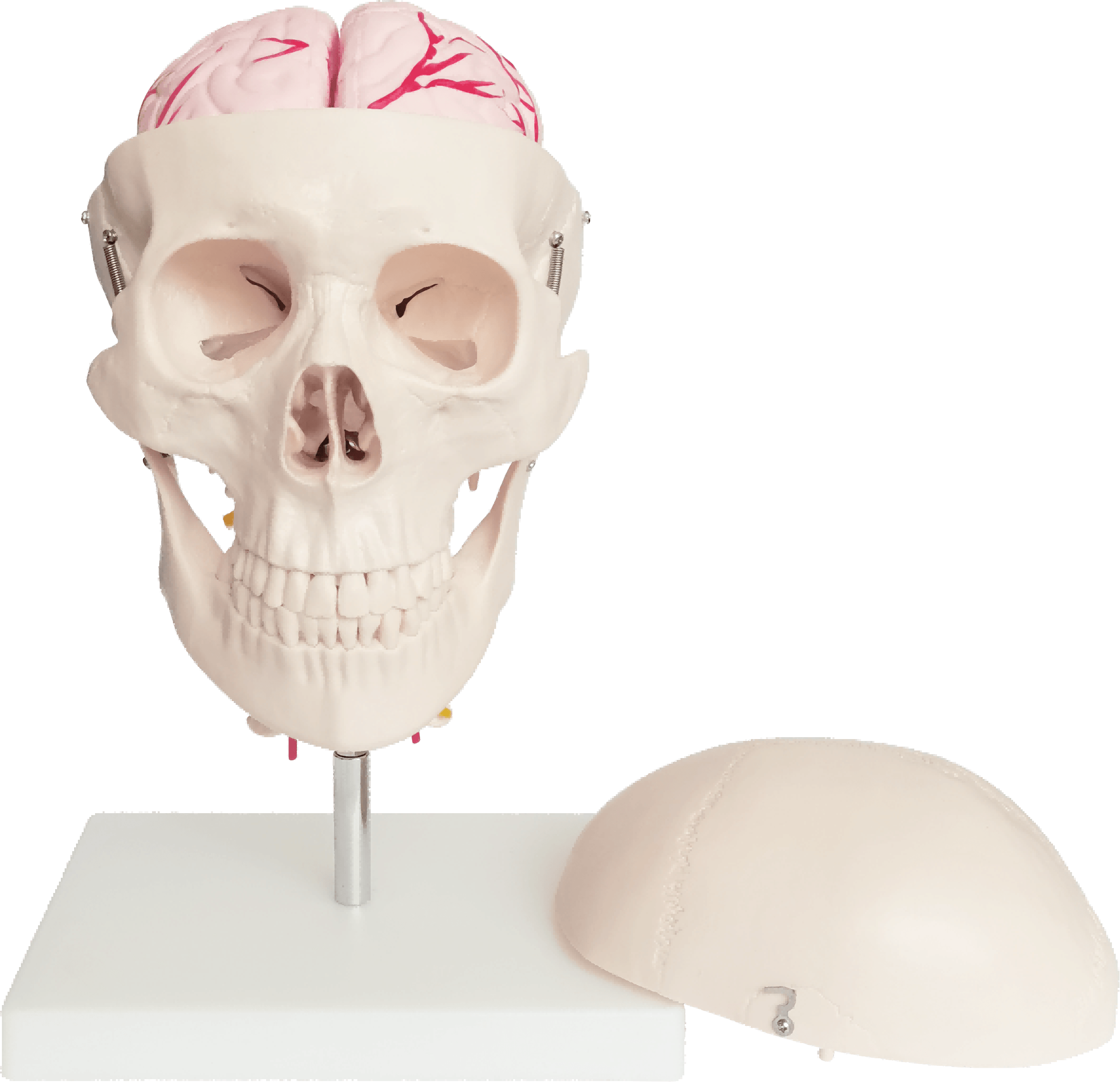 Skull with 8 Parts Brain and Cervical
Spine