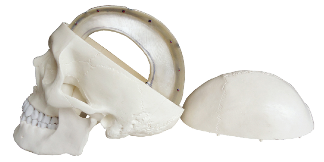 Human Skull with Dura Mater Model, Life Size, 4 Parts