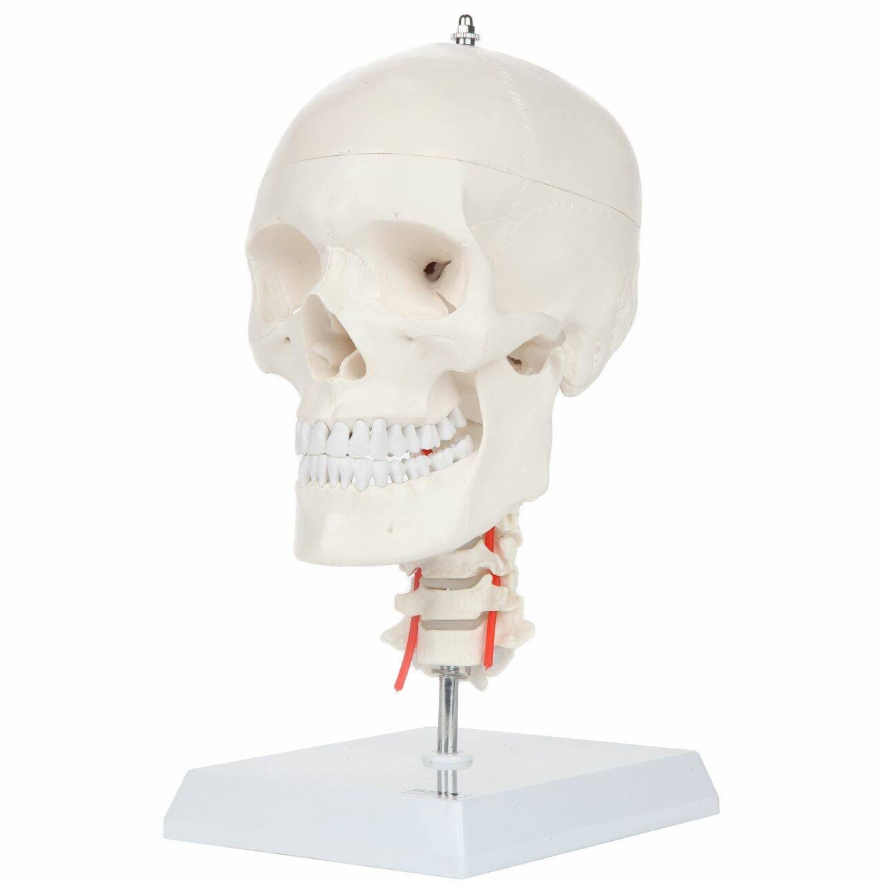 Human Skull on Cervical Spine, Life Size, 3 Parts