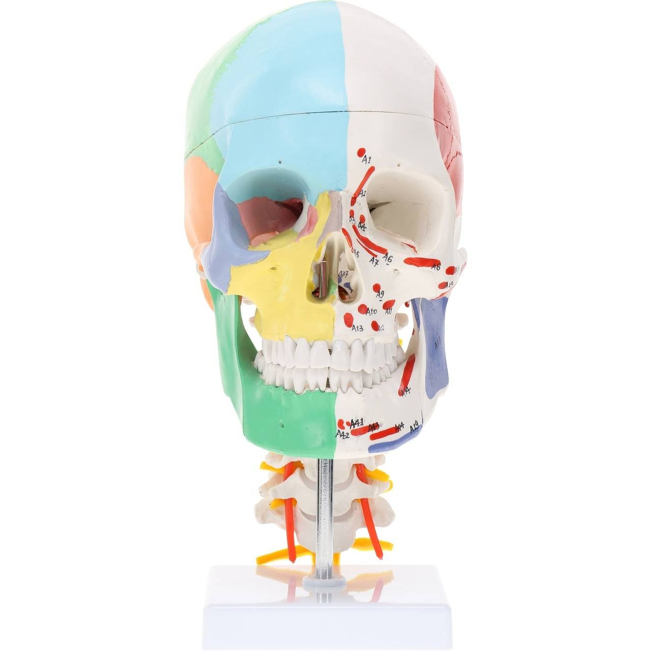 Half Painted Skull with Muscle Markings, on Cervical Spine, 3 Parts