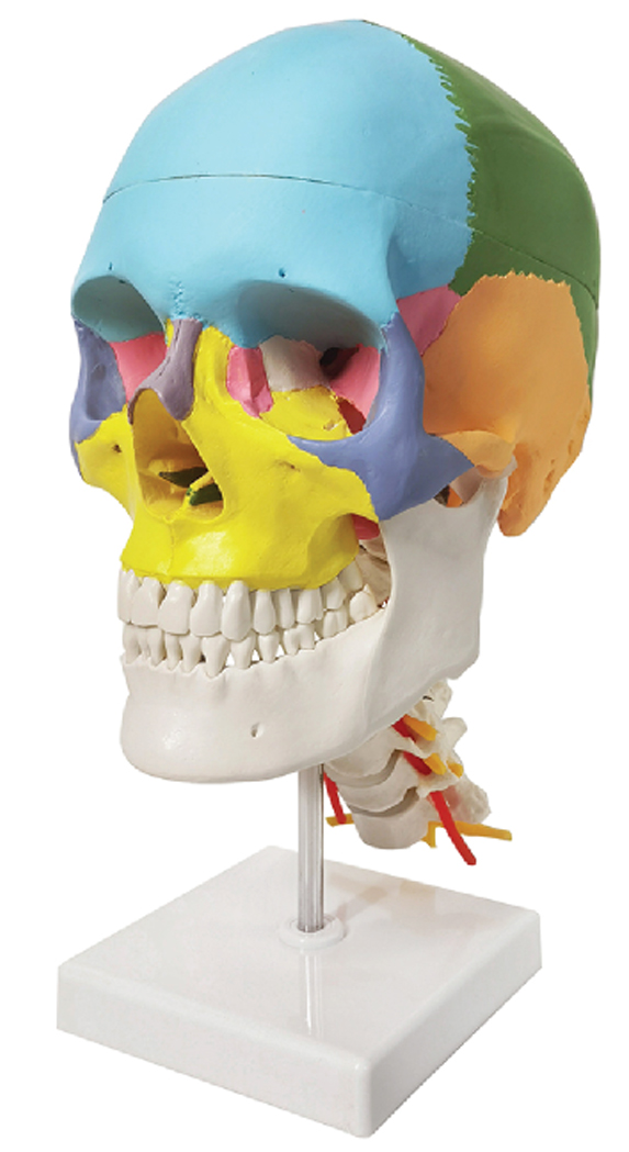 Didactic Painted Human Skull Model on Cervical Spine, Life Size, 3 Parts