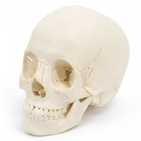 Life-Size Skull Model, 22 Parts