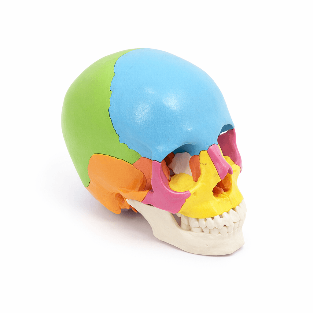 Life-Size Colored Skull Model, 22 Parts