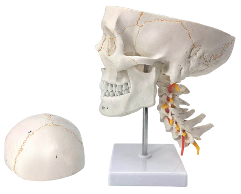 Life-Size Numbered Skull with Painted Sutures, on Cervical Spine, 3 Parts