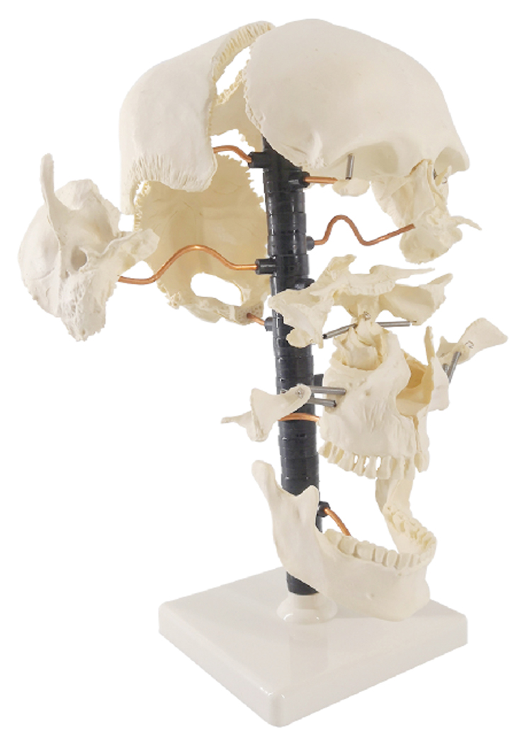 Life-Size Beauchene Skull Model, 22 Parts