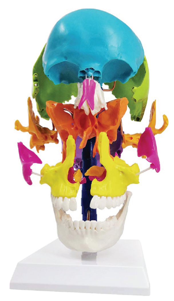 Life-Size Colored Beauchene Skull Model, 22 Parts