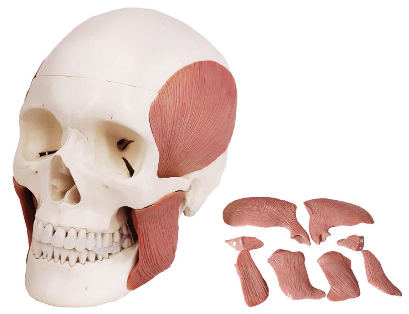 Skull with Masticatory Muscles, Magnetic Mount, 11 Parts