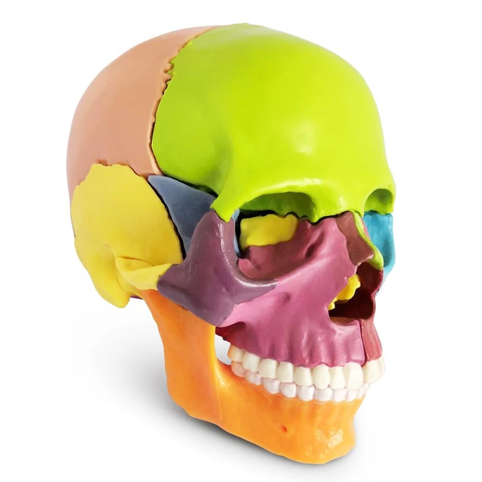 Color-Coded Skull, Half Size, 15 Parts