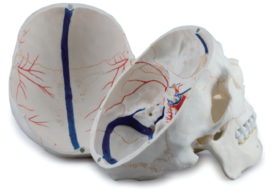 Skull with Painted Endocranial BloodVessel, Life Size, 3 Parts