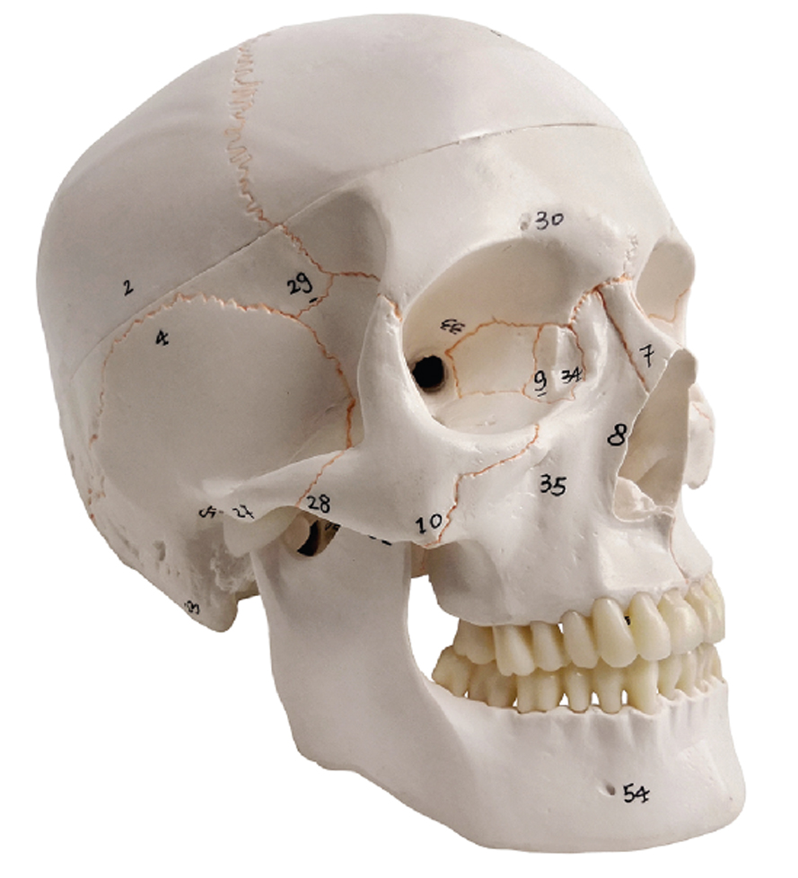 Numbered Human Skull with Painted Suture, Life Sizes, 3 Parts