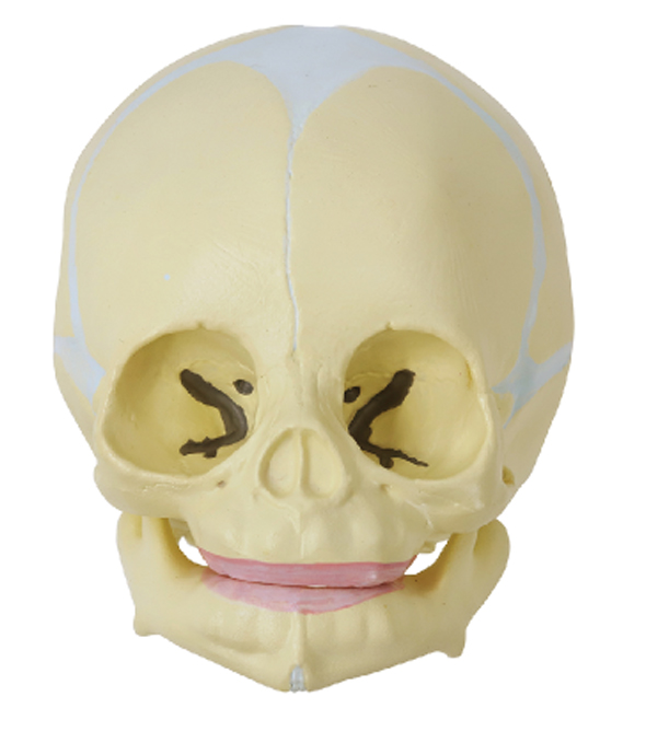 Infant Skull Model