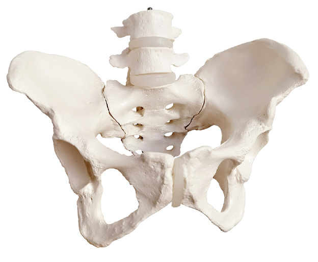 Femalel Pelvis with 4th and 5th Lumbar Vertebrae