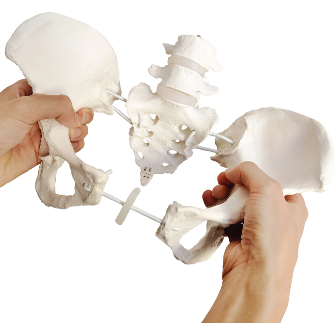Female Pelvis on Elastic with 4th and 5th Lumbar Vertebrae