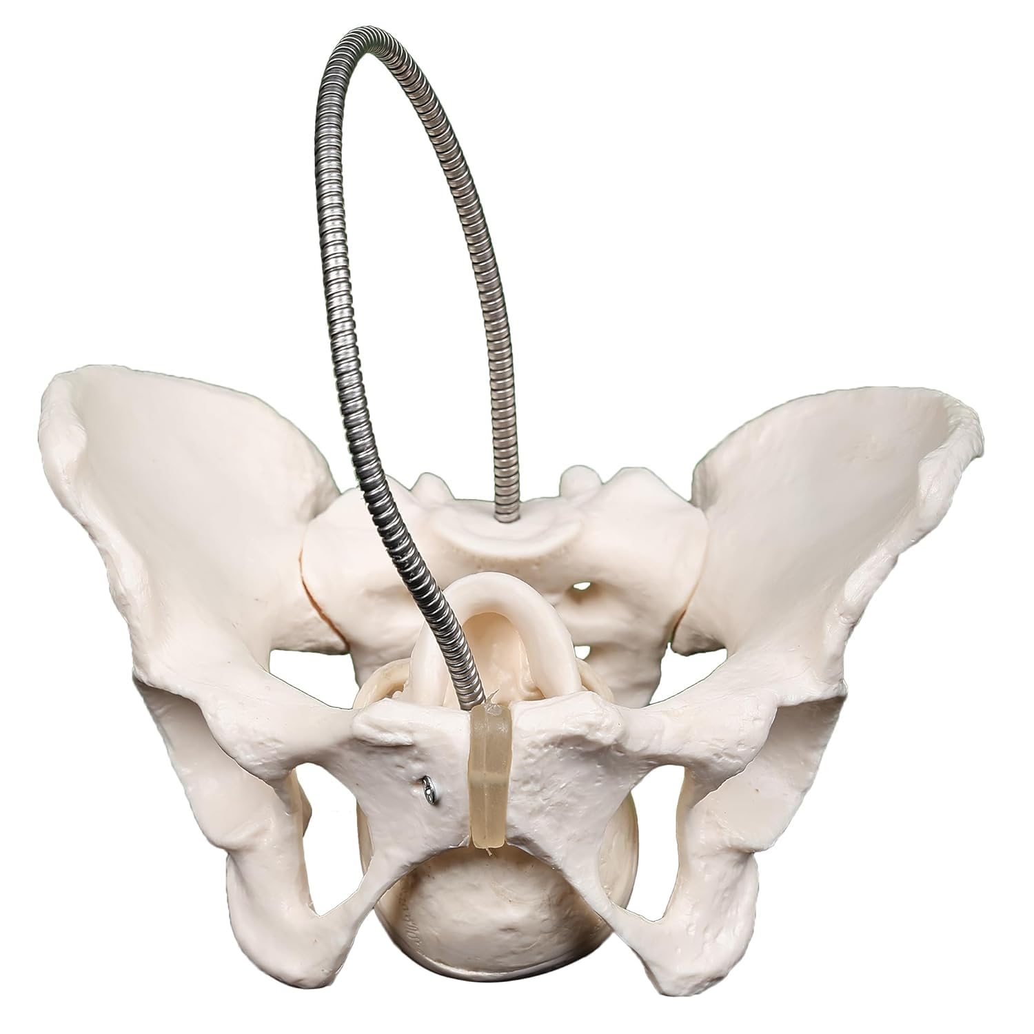 Female Pelvis Model with Fetal Skull, Life Size