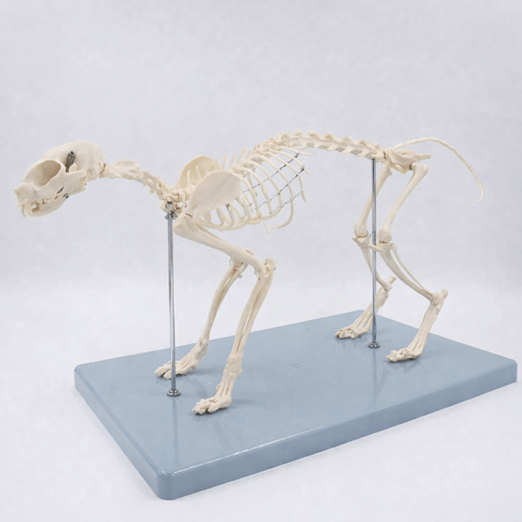Cat Skeleton Model