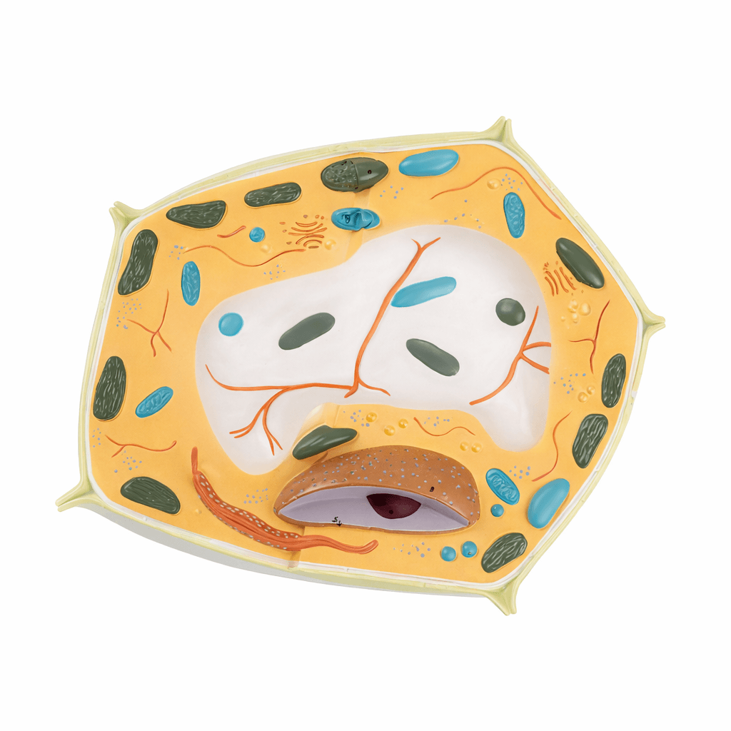 Plant Cell Model