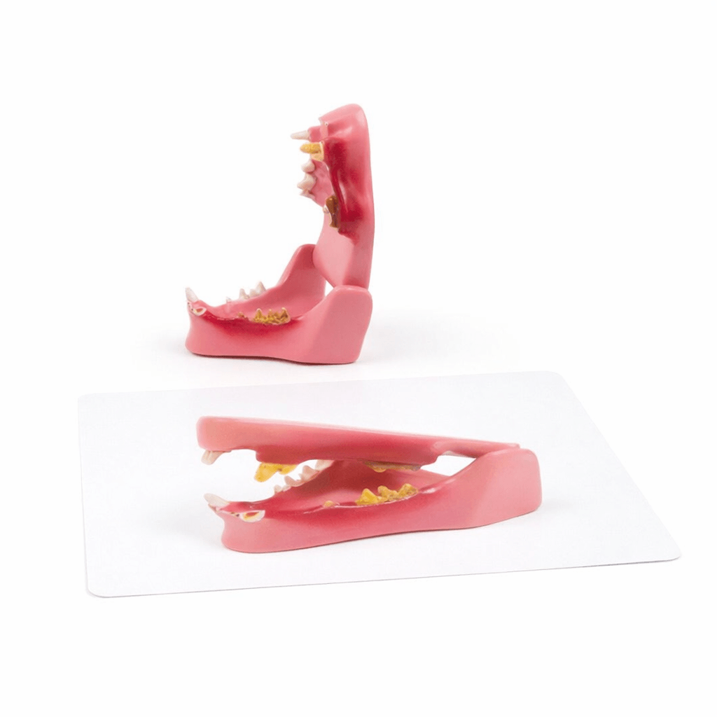 Cat Teeth Model