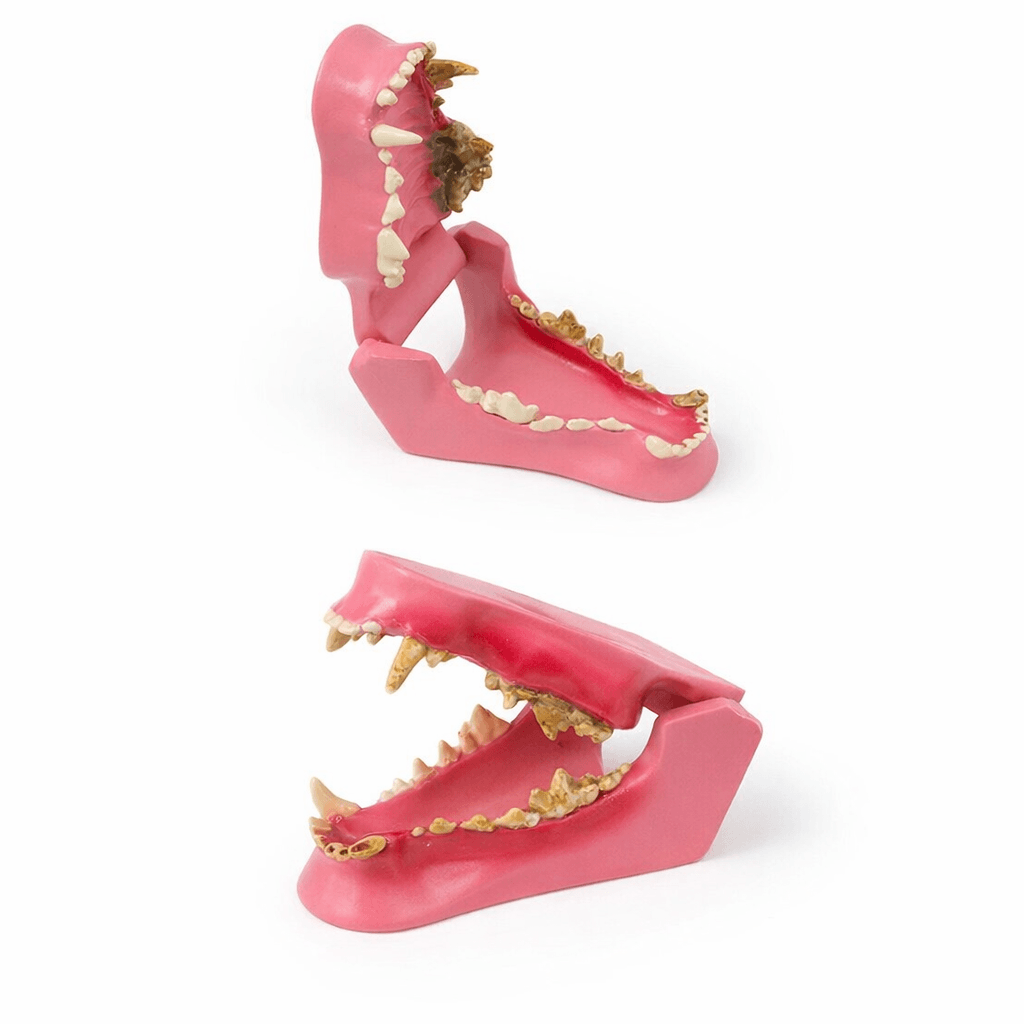 Dog Teeth Model