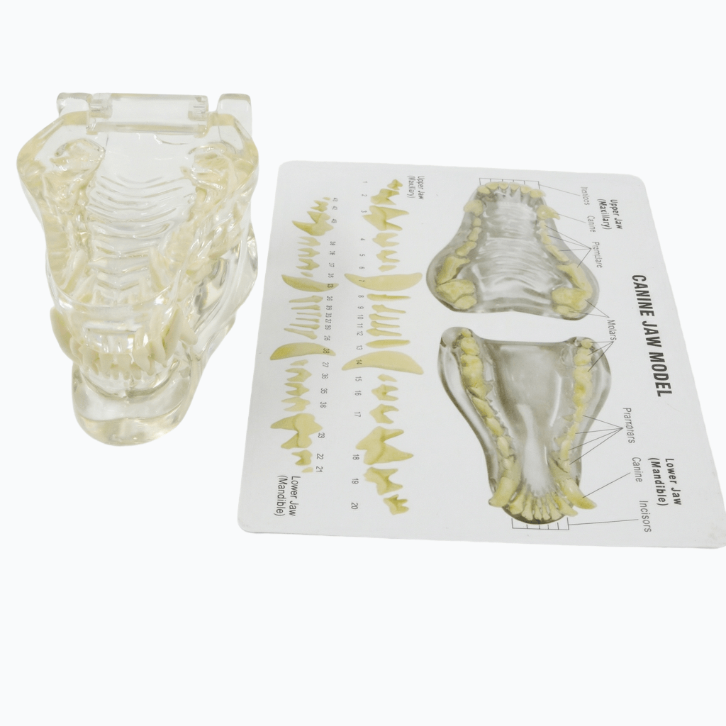Transparent Dog Teeth Model