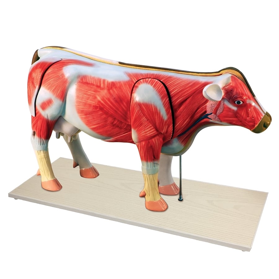 Cow Anatomy Model