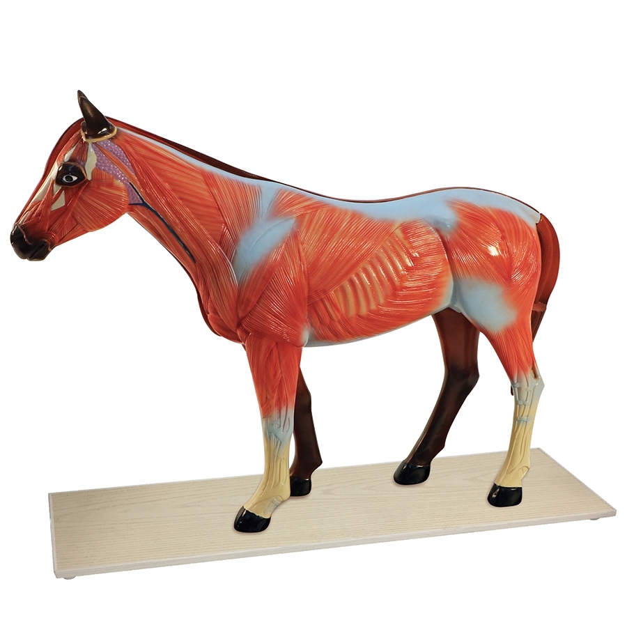 Horse Anatomy Model, 12 Parts