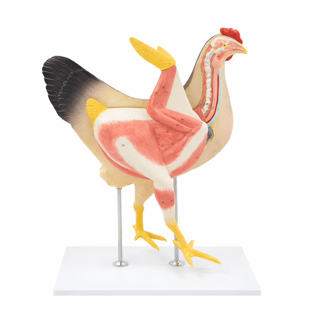 Chicken Anatomy Model, 7 Parts