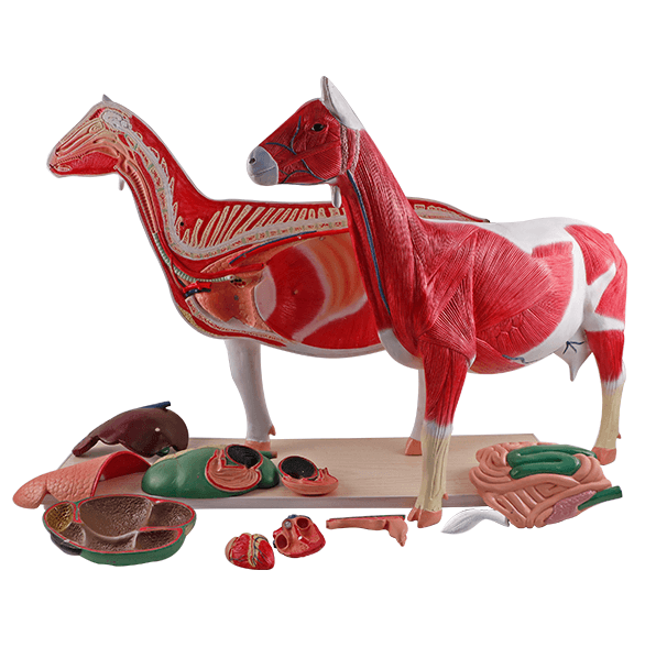 Goat Anatomy Model, 12 Parts