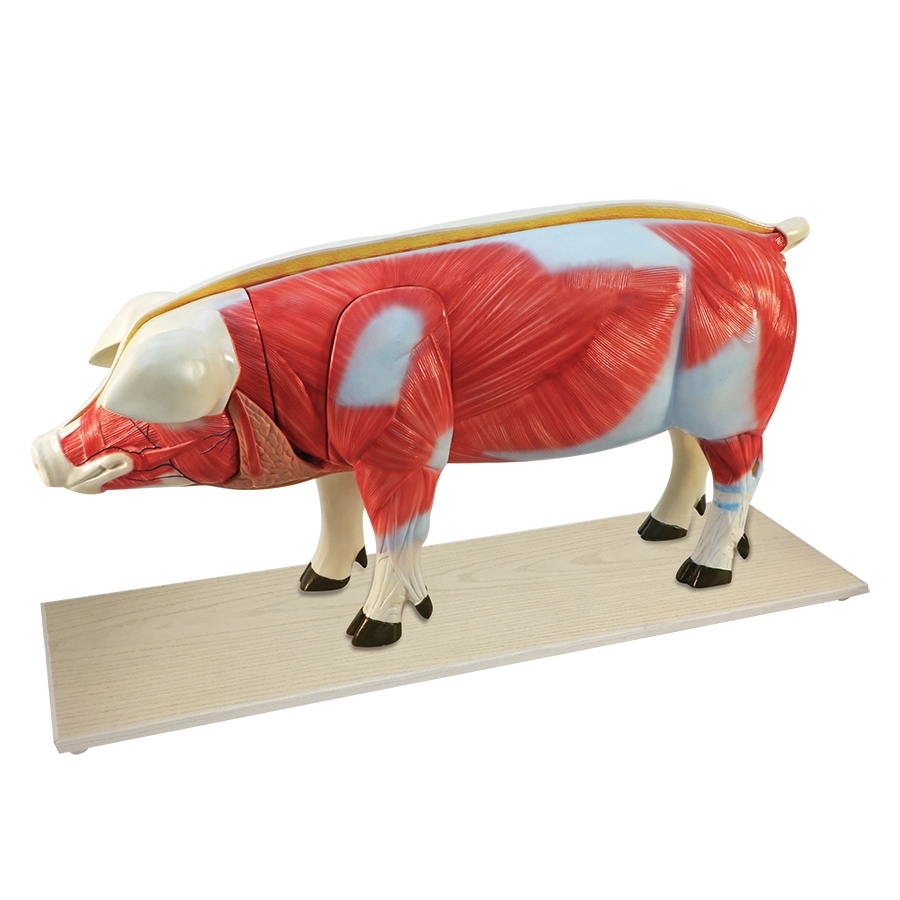 Pig Anatomy Model, 17 Parts