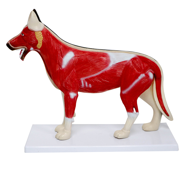 Dog Anatomy Model, 9 Parts