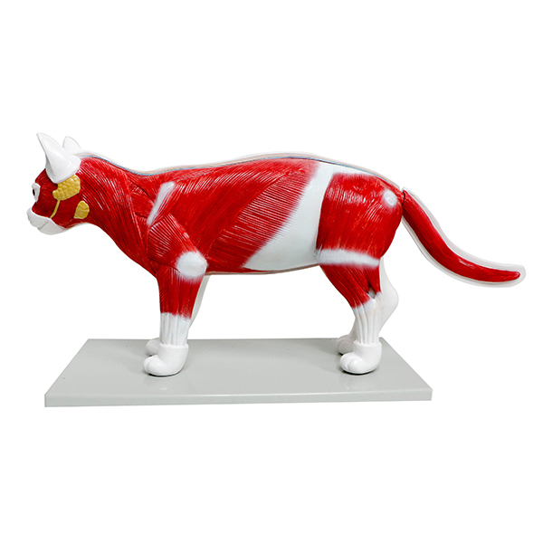 Cat Anatomy Model