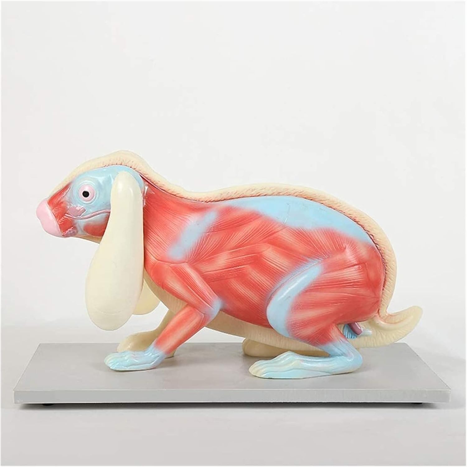 Rabbit Anatomy Model
