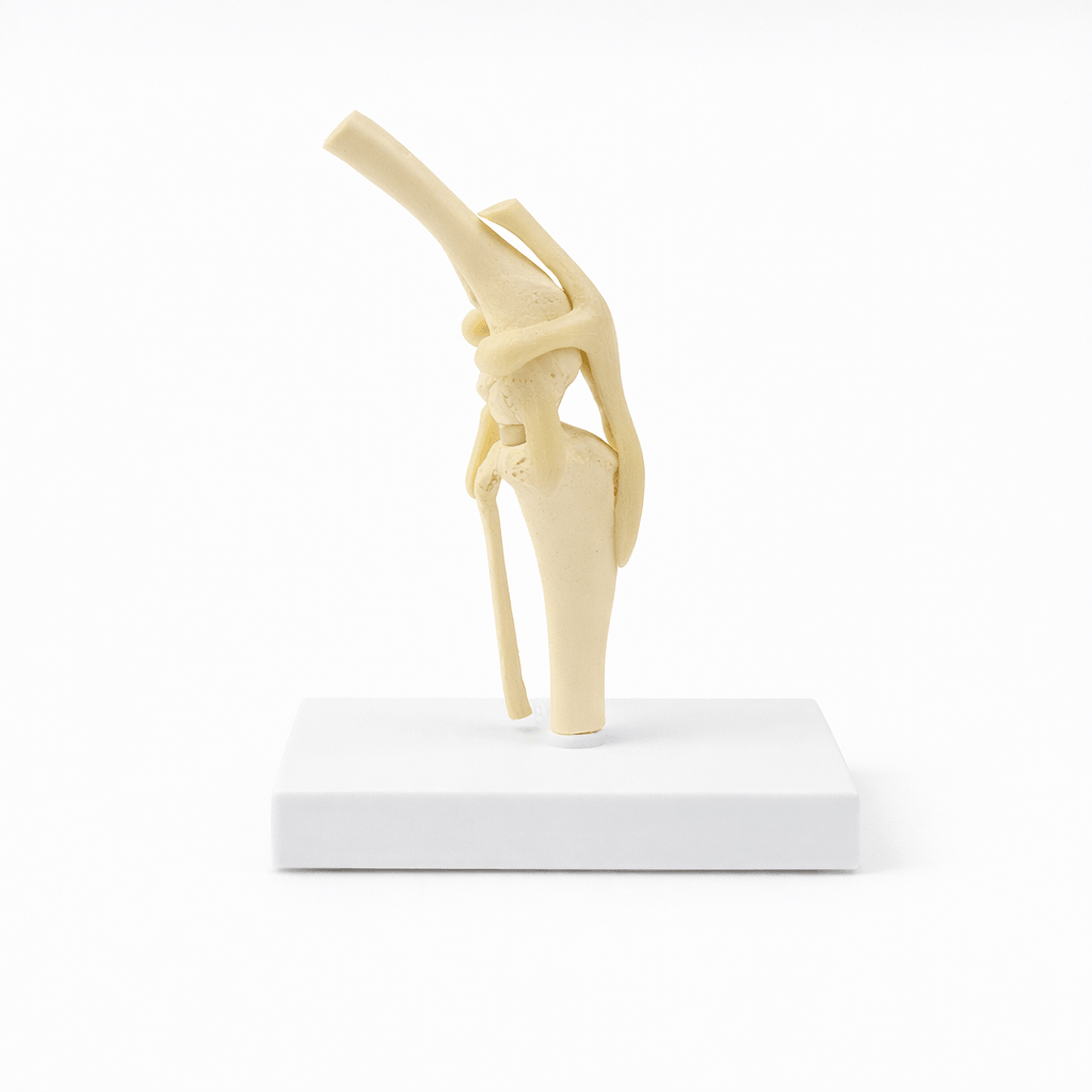 Dog Knee Joint Model